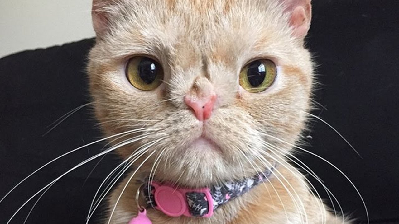 Meet Butters, The Adorable Cat With Manx Syndrome And A Chromosomal