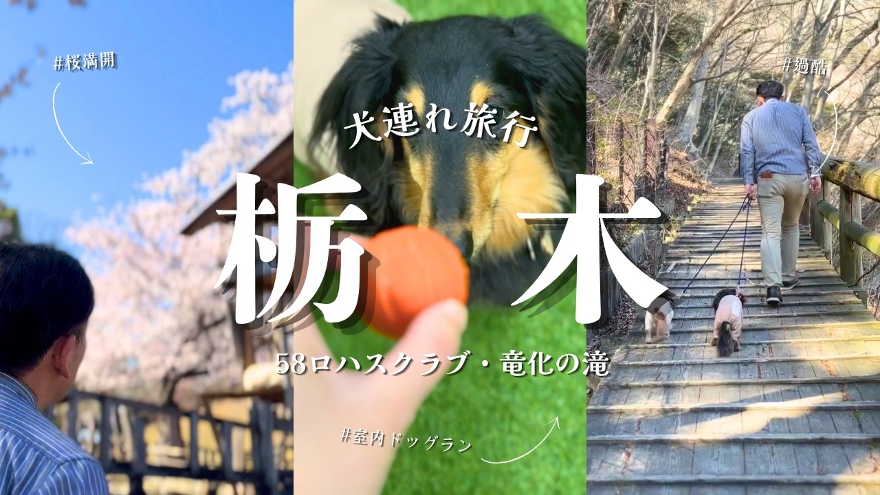 【犬連れ旅行栃木観光】58ロハスクラブのランチと室内ドッグランに大満足!竜化の滝は遠過ぎた💦1泊2日わんこ旅1/3 2026.4