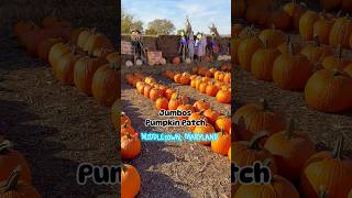Maryland Fall Activities 📍Jumbos Pumpkins- Middletown, Maryland