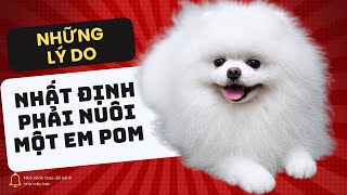 Những lý do bạn nên nuôi một chú chó phốc sóc | Bánh Bò Pomeranian | Daily Vlog