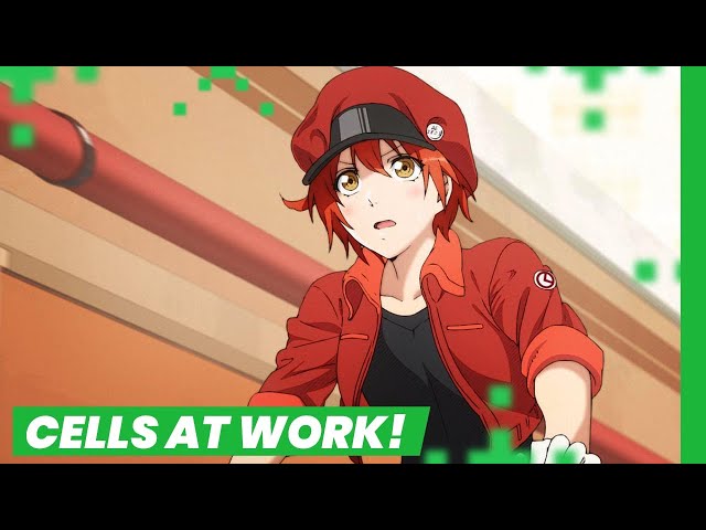 Biologia em anime: Cells at work – Reminiscências