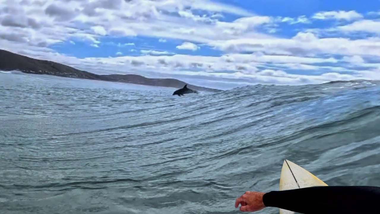 SURFING WITH DOLPHINS VLOG - *RAW SURFING POV*