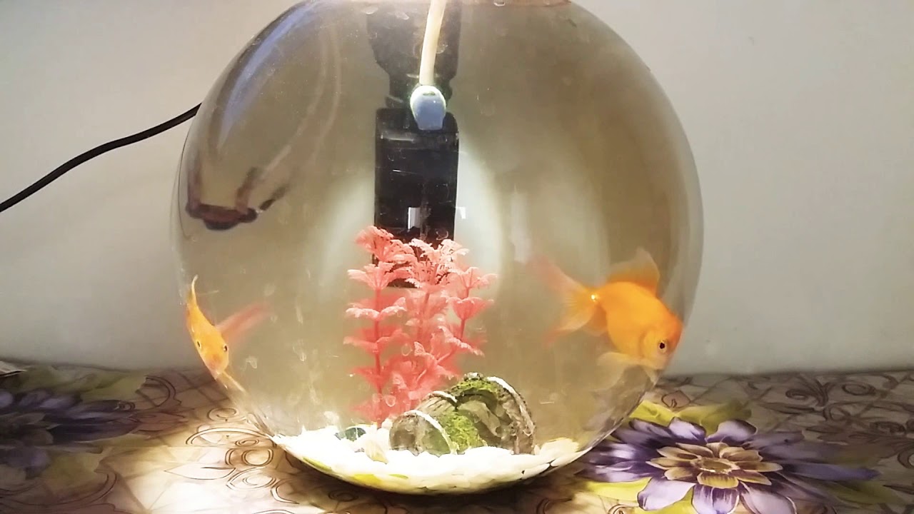 fish bowl filter
