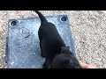 Retriever puppy learns 'Back' with wiffle ball