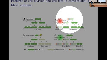 Mathematical modeling of population structure in bioreactors seeded with LC microbial stem cells