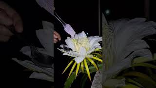 Dragon fuler hand pollination #viral #garden #greenrooftop #trending #gardening #rooftopgarden #song