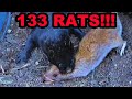 Mink and dogs obliterate 133 rats