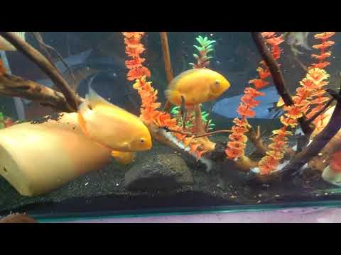 აკვარიუმის თევზები მიირთმევენ