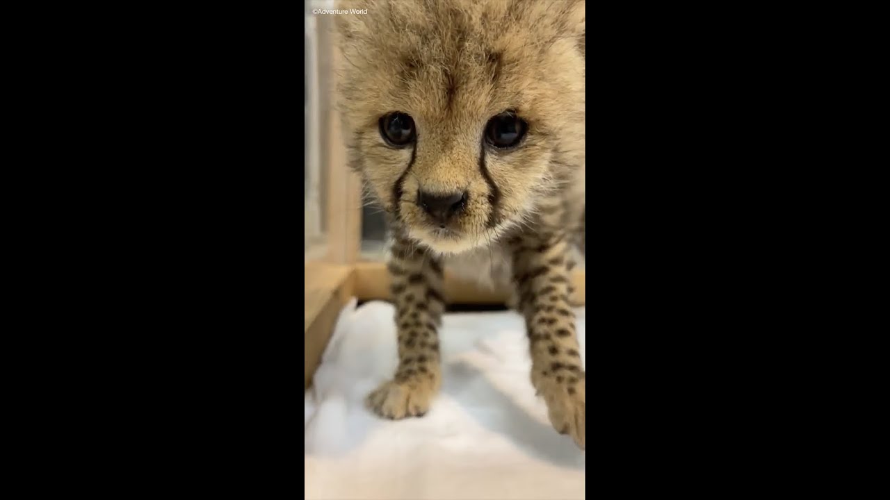 じーーっと見ていると カッ と小さな威嚇 Youtube