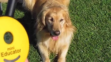 E-Collar Technologies Find Working Level