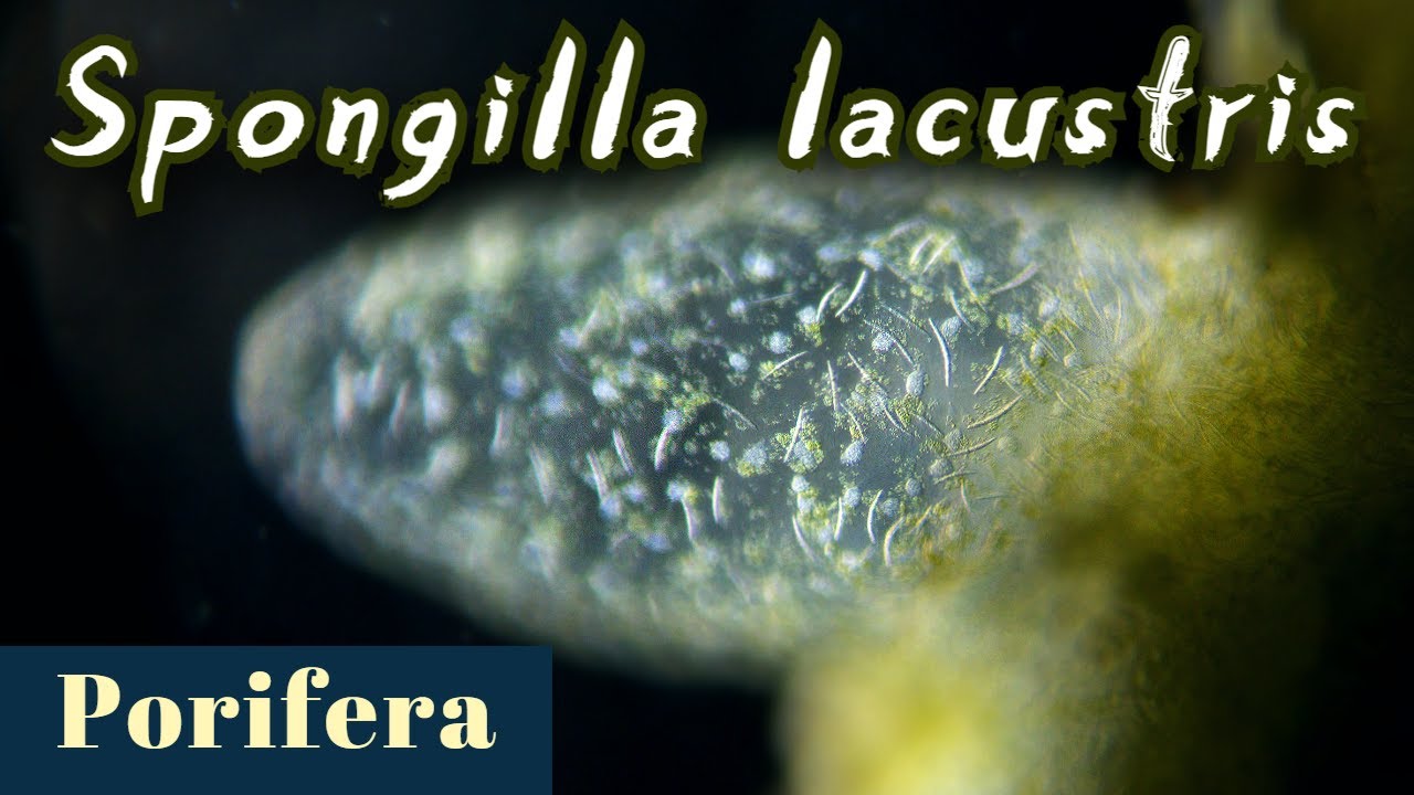 Freshwater sponge under the microscope. Spongilla lacustris (Porifera) YouTube