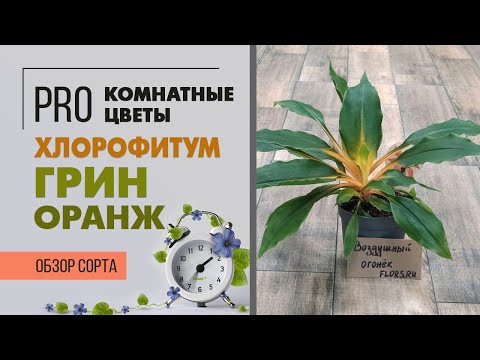 Хлорофитум Грин Оранж - не такой как все | Обзор сорта хлорофитума с оранжевыми листьями