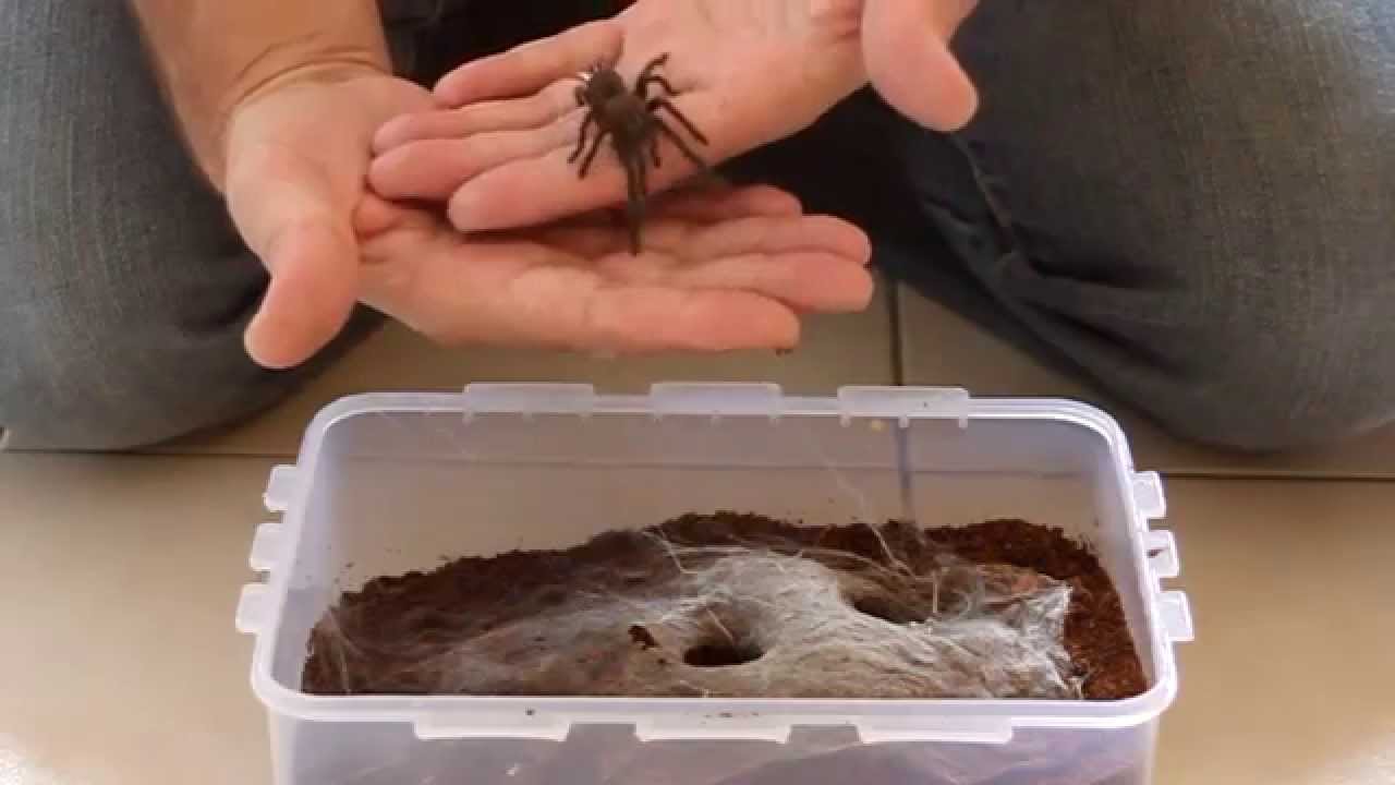 Phlogius sp. "Pseudo Crassipes" Tarantula