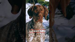 😮 Los 10 MEJORES PERROS CAZADORES 🐶 #Shorts #perros #razas #curiosidades