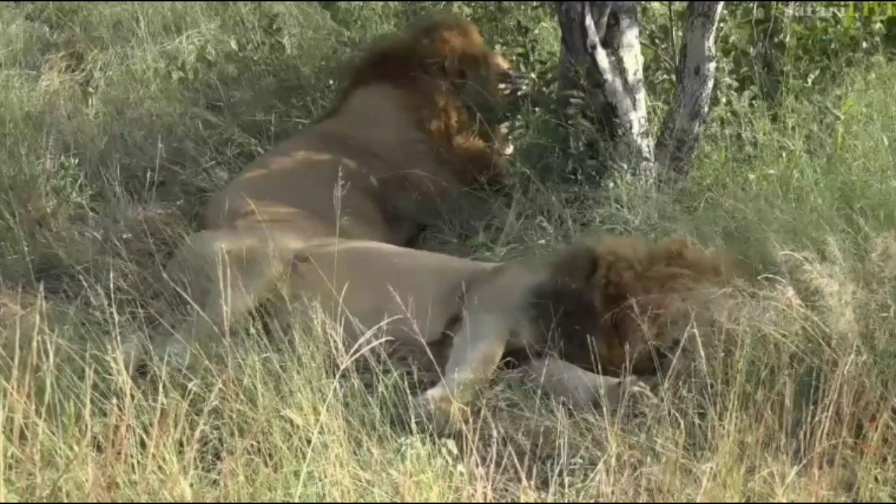 sindile faku April 11, 2017- Sunrise Drive-Yes! There be LIONS!