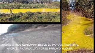 Litoral Citrus Contamina Arroyo Que Desemboca En El Rio Uruguay