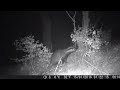 trail cam at badger bog 🦡(deer foxes squirrel and a cam biting badger)😆