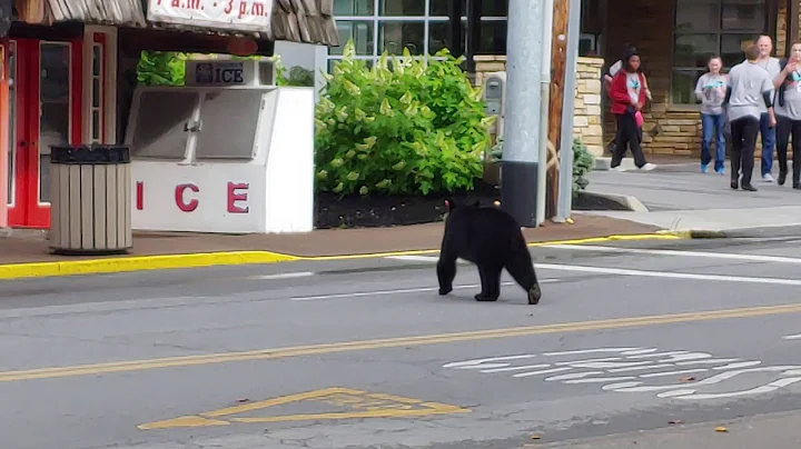 O shit its a bear 1