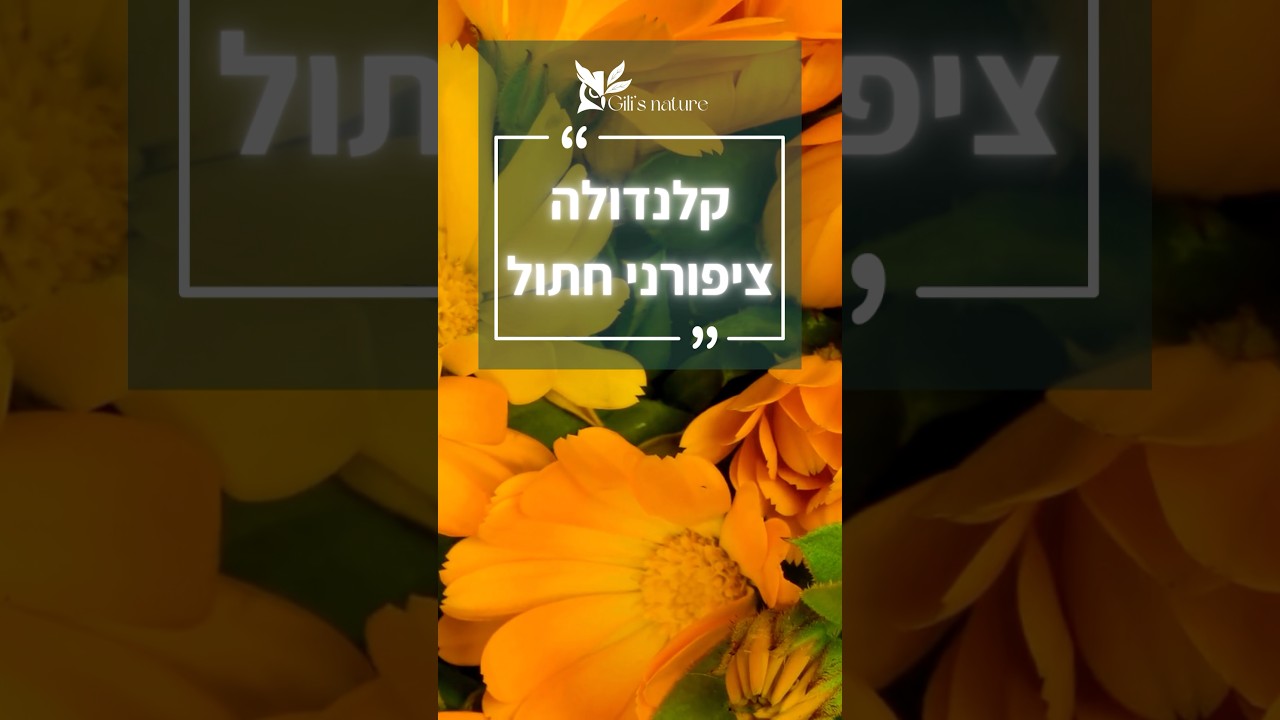 קלנדולה 🧡🧡🧡 #ארומתרפיה