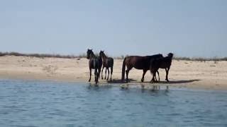 Черное Море дикие лошади Wild horses on an isle Black Sea Черное Море дикие лошади Wild horses on an isle Black Sea