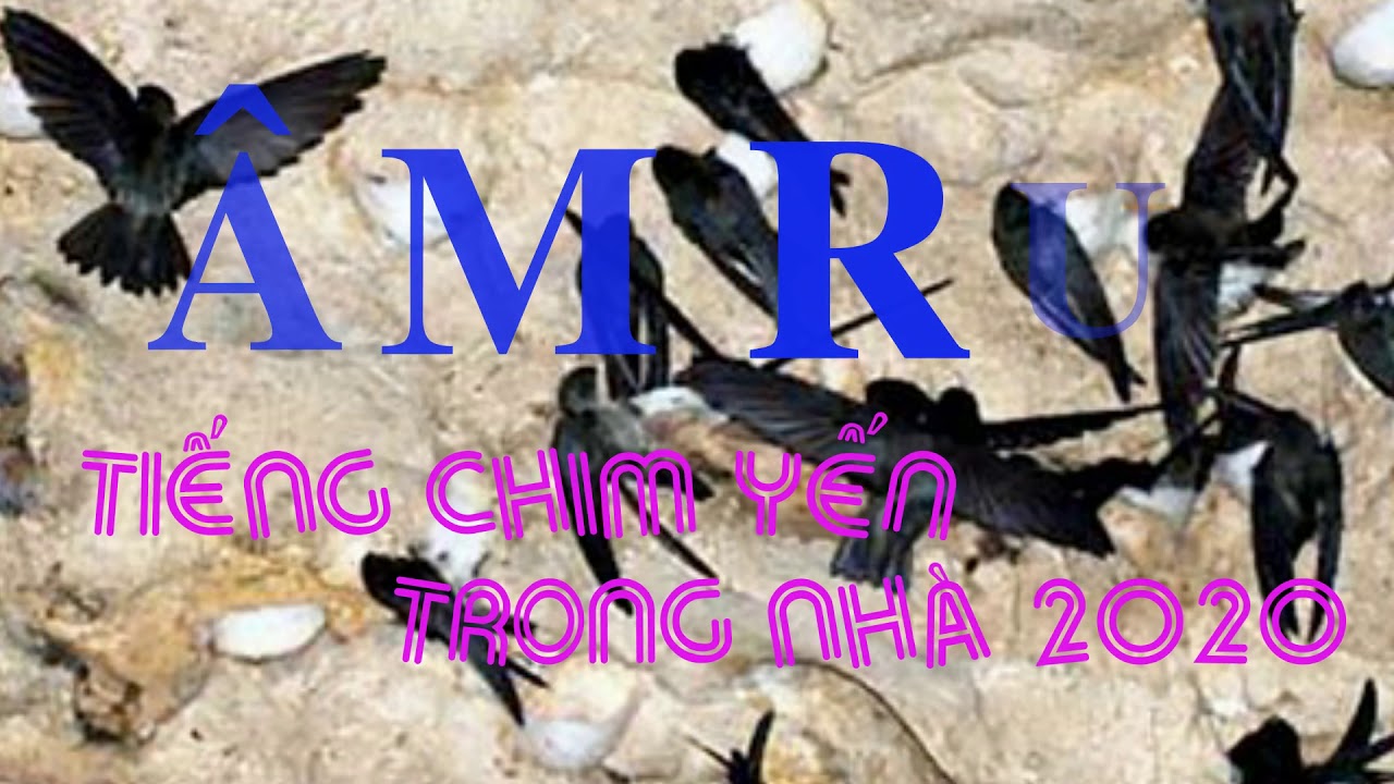TIẾNG CHIM YẾN. ÂM THANH TRONG NHÀ; ÂM RU CHO YẾN Ở LẠI NHÀ