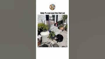 Only 1% Can Spot the Second Cat | Hidden Cat Challenge #Shorts #hiddengems #eyetestgame