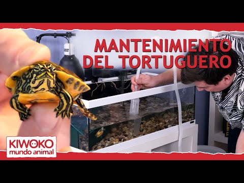 Video: Correcto Mantenimiento De La Tortuga Orejas Rojas