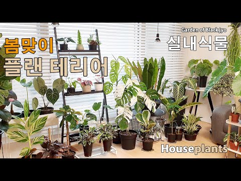 봄맞이 거실 플랜테리어 / 확장형 아파트 실내 식물 소개 / house plants / home gardening!