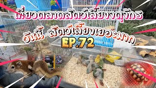 EP.72 เที่ยวตลาดสัตว์เลี้ยง จตุจักร 🌈วันนี้“สัตว์เยอะมาก” 🐶😸🦜🐸 : Jatujak pest market