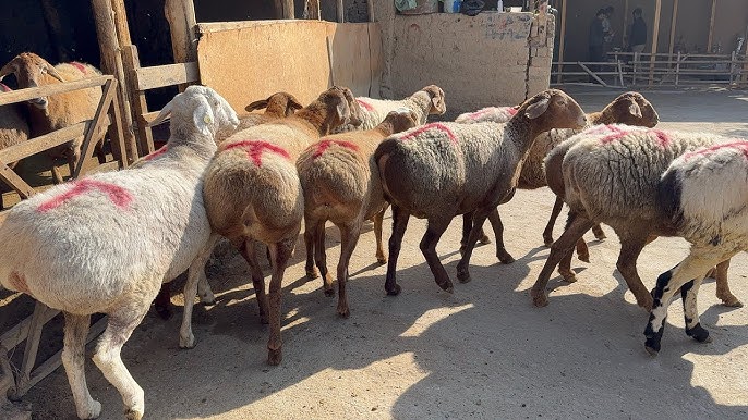 Porno video: Internetda eng yaqin dostimning xotinini sikdim Yog olib tashlaydiganlar