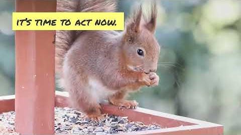 4 Cat Proof Bird Feeder Designs Explained - Keep the birds safe from those kitties!