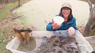 Pond Ecosystem