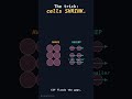 Why we sleep: the brain washes itself | Ludwig Explains