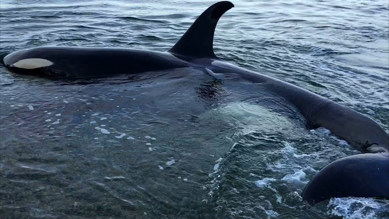 Orcas rubbing themselves on the pebbles on a beach North of Powell River on the Sunshine Coast