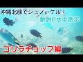 【本部町/沖縄】ゴリラチョップ から安全にシュノーケル を楽しむ方法をお伝えします!【観光•旅行ガイド】