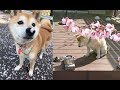 犬&猫ちゃんと動物園と桜のコラボにほっこりと和む♡～We relax in collaboration of dog & cat and zoo and cherry tree.