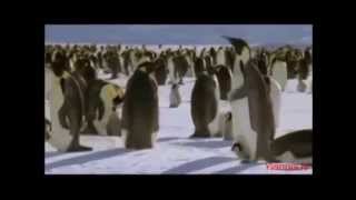 Video thumbnail of "Nice Little Penguins -  I Am Flying"