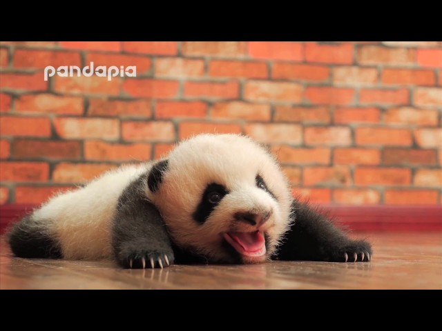 baby panda's cute voice class=