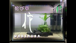 初心者でも置くだけ簡単！！ADA佗び草水槽〜立ち上げ編〜【ADA】【佗び草】【アクアリウム】【初心者】