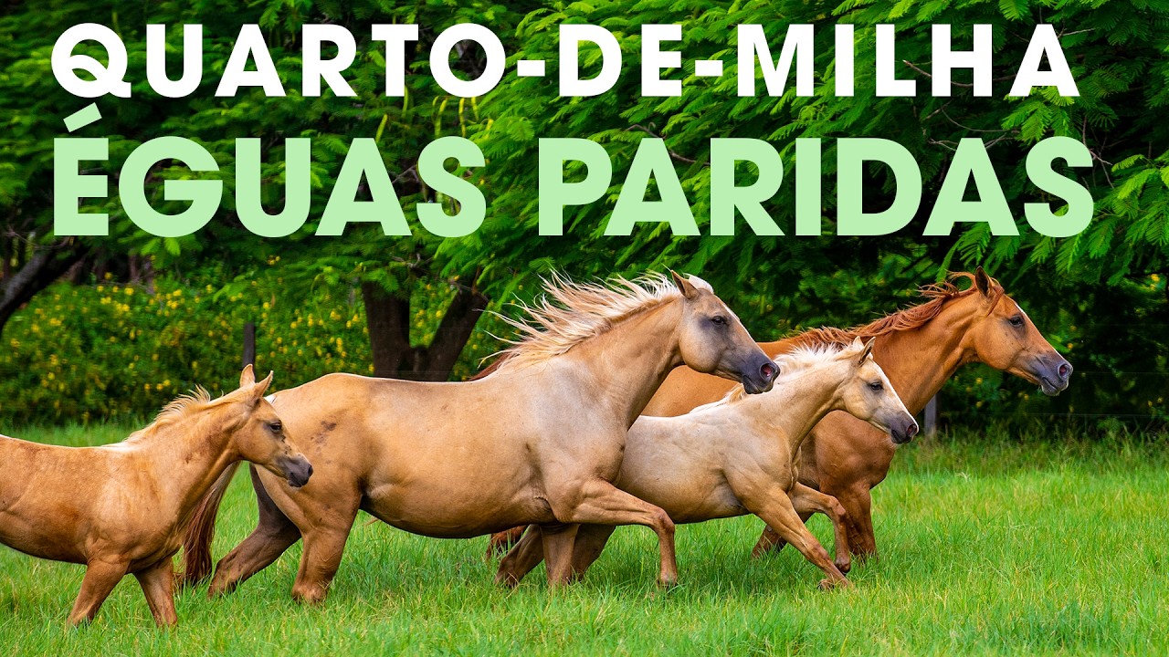 ÉGUAS PARIDAS - QUARTO-DE-MILHA