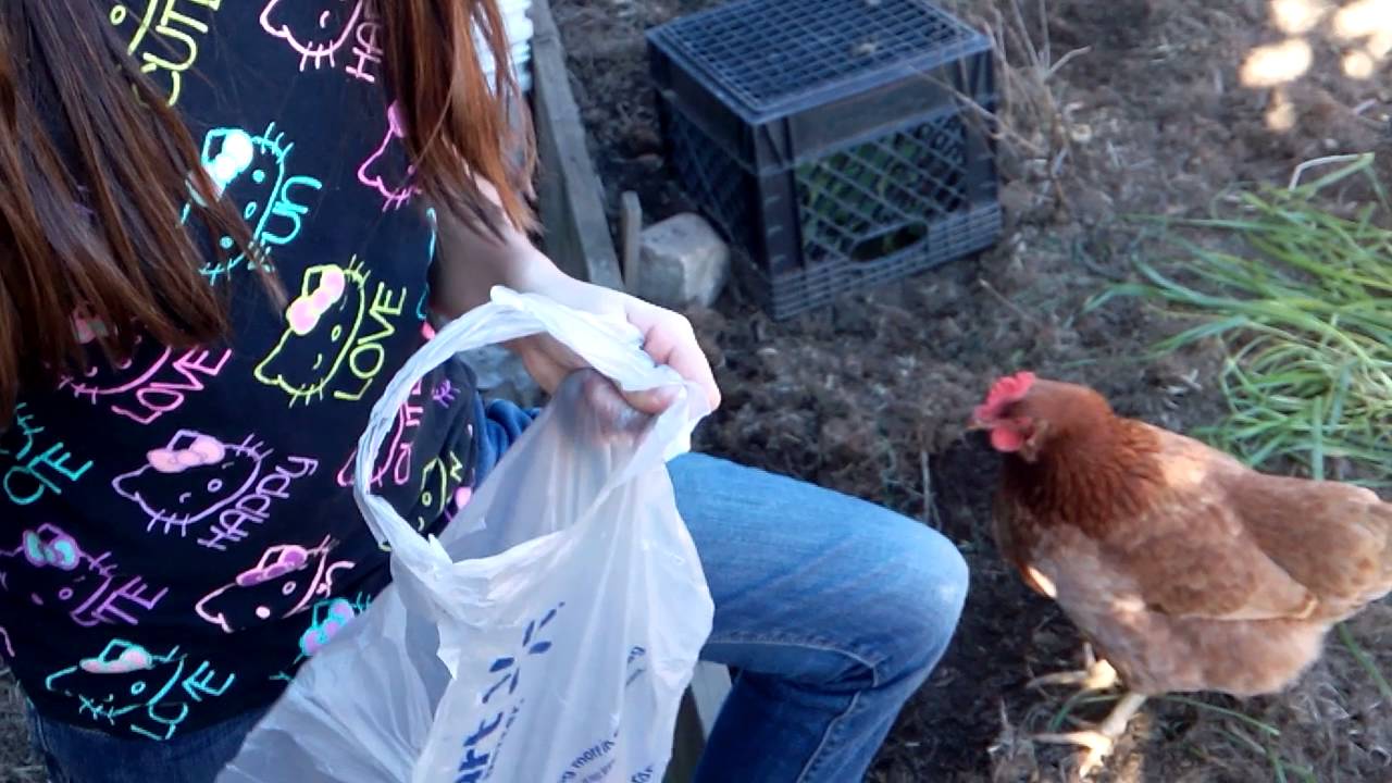ฝรั่งน้อยเลี้ยงไก่ที่อเมริกา.How we raise our chickens with organic