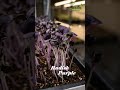 Microgreens in Hyderabad - Swastha Microgreens