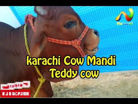 qurbani cow olx karachi Cow Mandi 2017 || Teddy cow || Eid ul Adha 2017 - Part 4