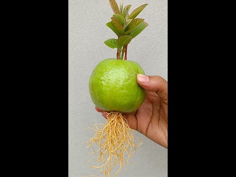 Video: Apple tree 