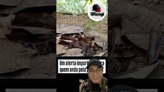 Como evitar picadas de Jararaca na trilha!