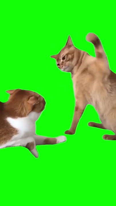 green screen kucing berantem