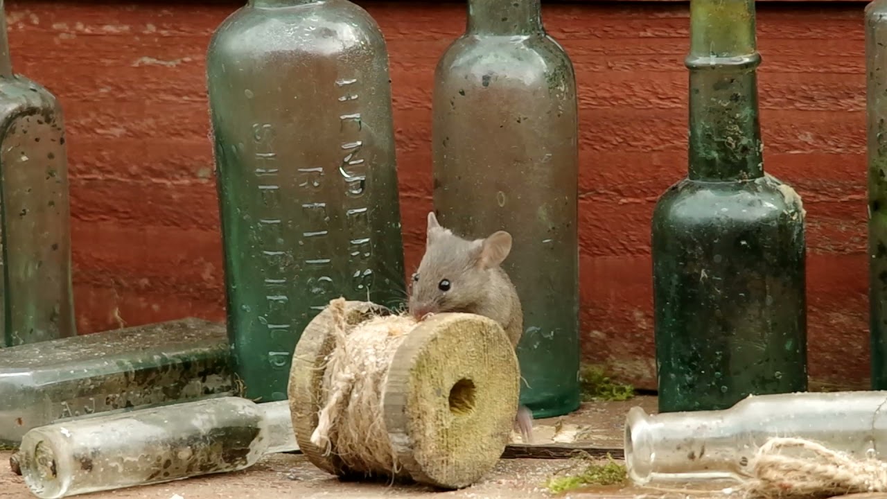 George The Mouse In A Log Pile House Mr Jingles Youtube