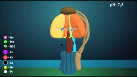 ATP synthesis mechanism  Gamma subunit rotation