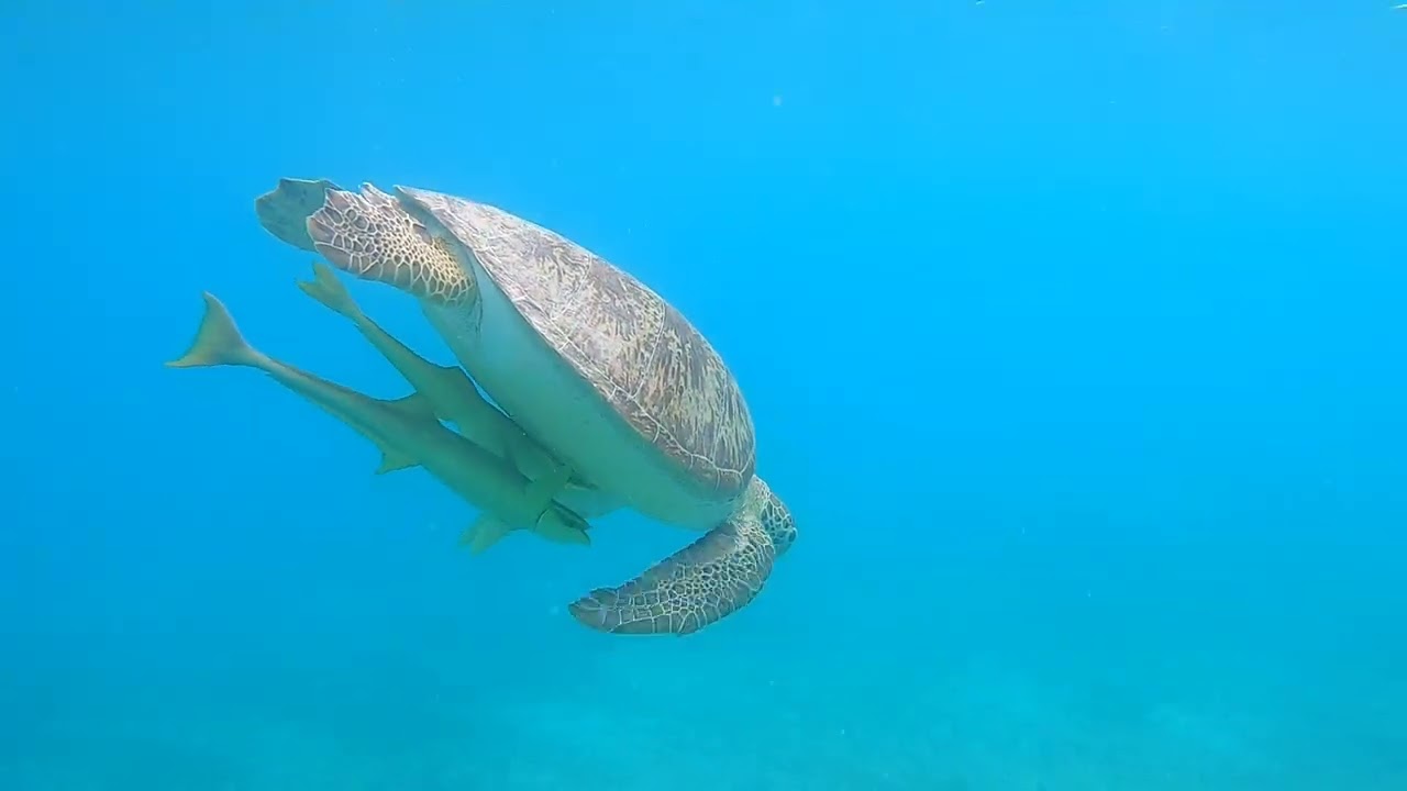 USVI Snorkel footage