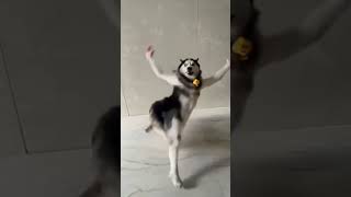 HUSKY DANCE #viral #kerala #india